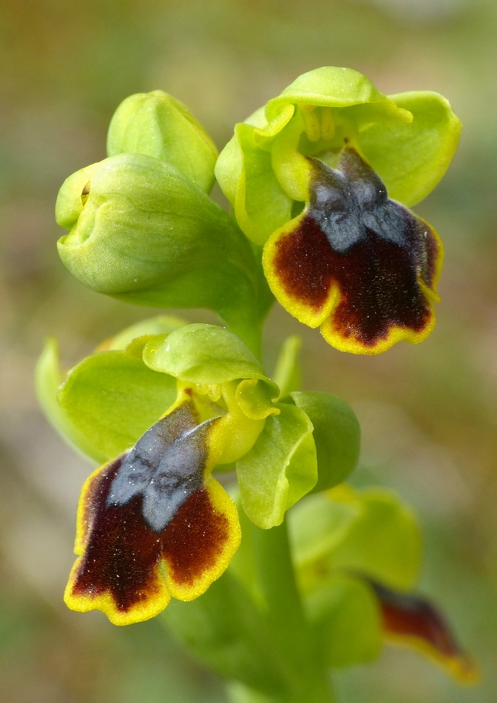 Orchidee in Sardegna, un fine settimana a 78 giri!